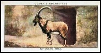 21 Grecian Ibex
